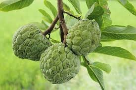 Custard Apple